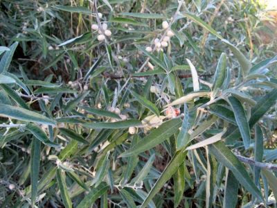 Elaeagnus angustifolia - a