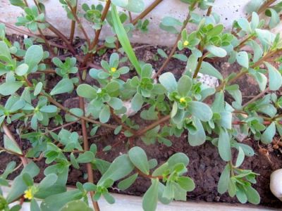 Portulaca oleracea