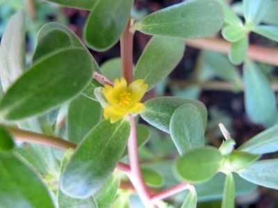 Portulaca oleracea