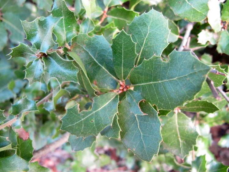 Quercus calliprinos Webb