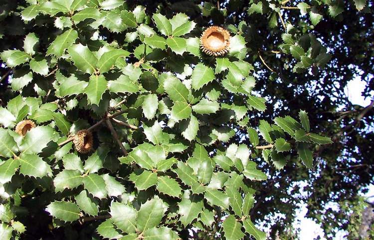 Quercus coccifera L.