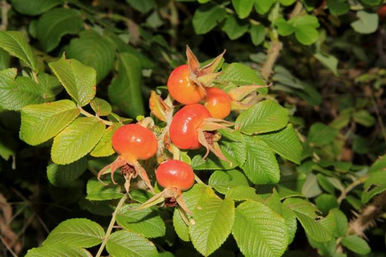 Rosa rugosa Thunb.