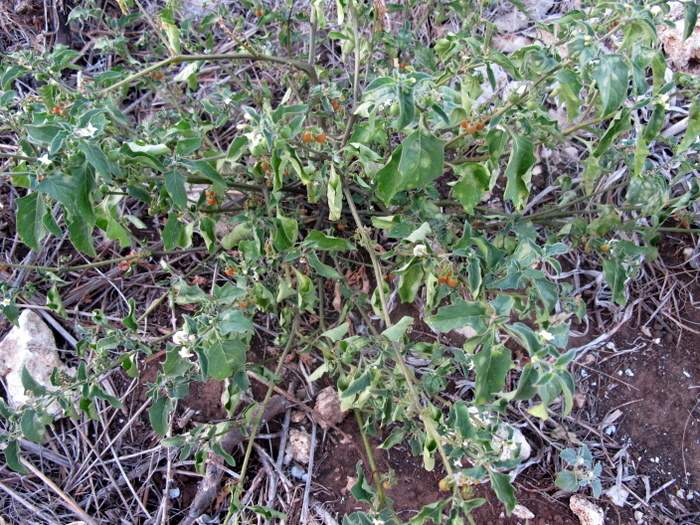 Solanum villosum subsp. alatum (Moench) DostÃ¡l