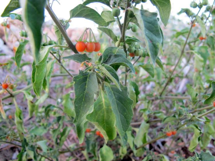 Solanum villosum Mill.