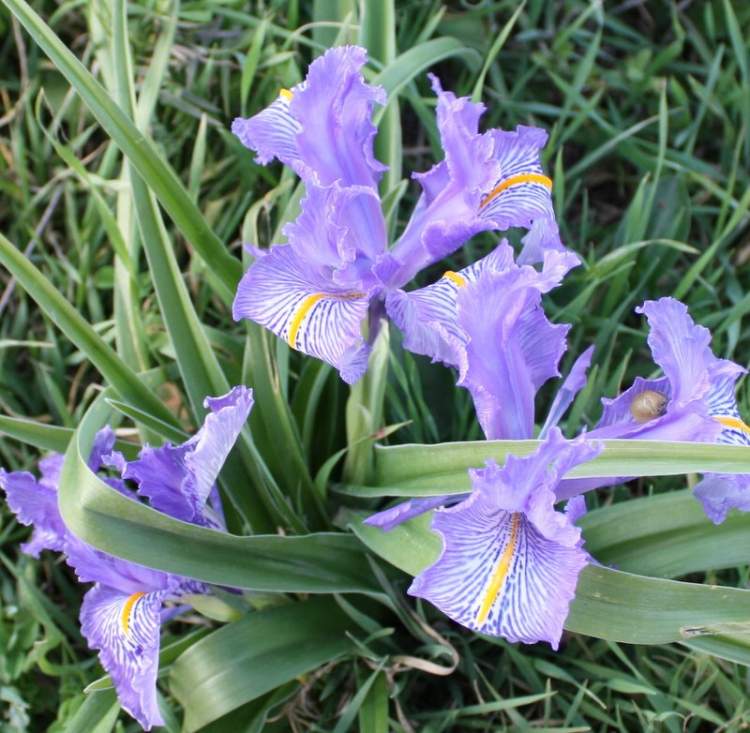 Iris planifolia (Mill.) Fiori & Paol.
