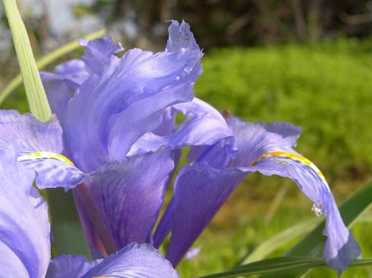Iris planifolia (Mill.) Fiori & Paol.