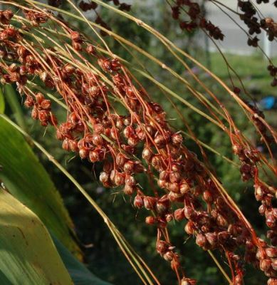 Sorghum bicolor