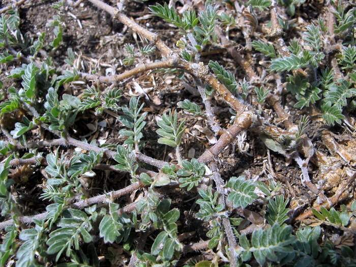 espigón 18221 Spanish common name Tribulus terrestris