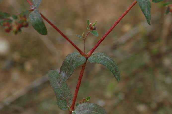 Euphorbia nutans Lag.