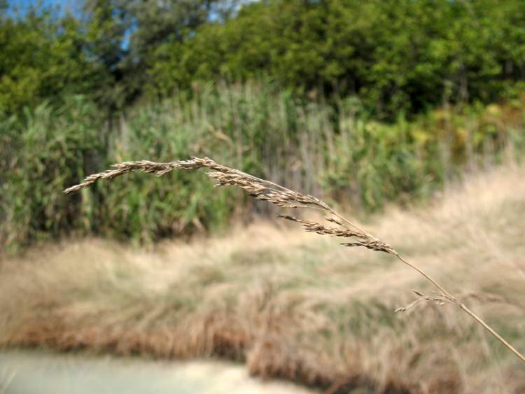 Agrostis monteluccii (Selvi) Banfi