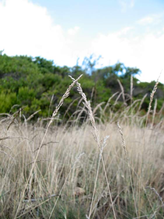 Agrostis canina L. subsp. monteluccii Selvi
