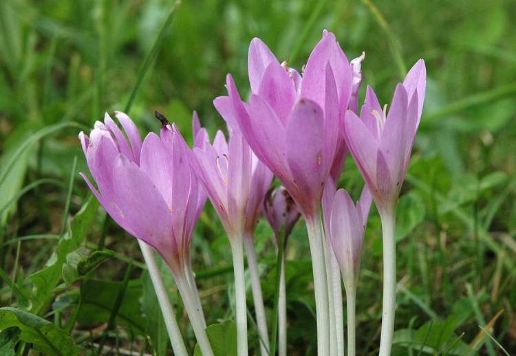 Colchicum autumnale L.