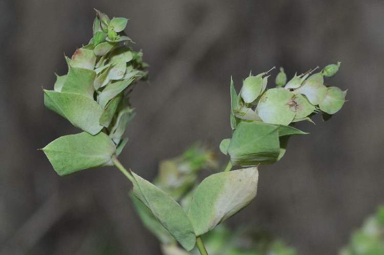 Euphorbia falcata L.
