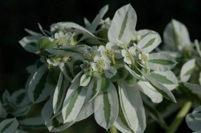 Euphorbia marginata Pursh