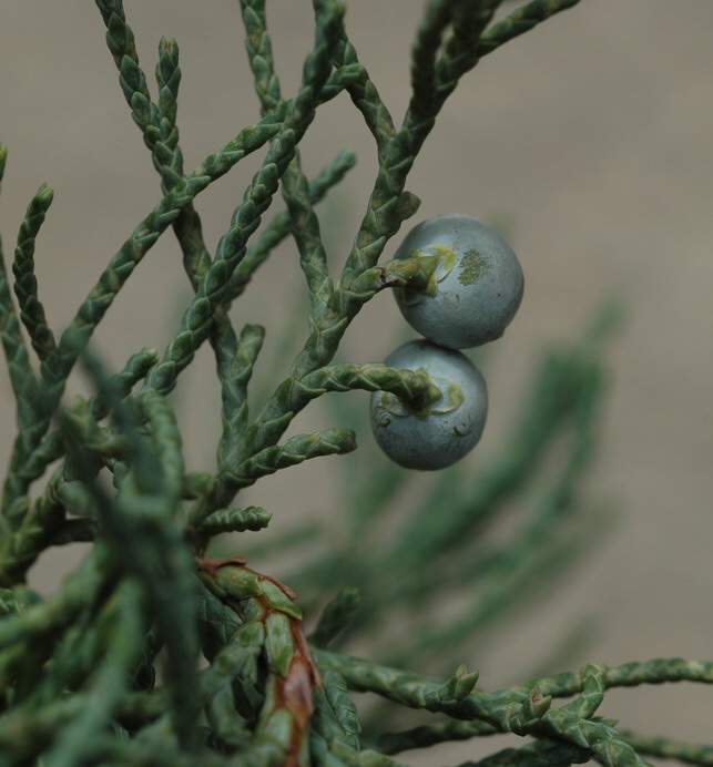 Juniperus sabina L.
