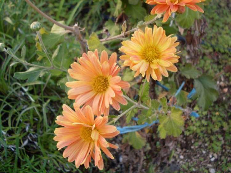 Winteraster Nebelrose Chrysanthemum Indicum 