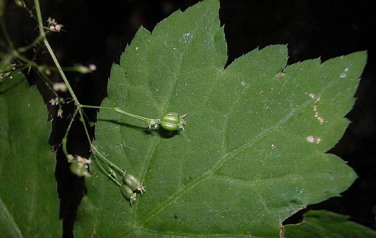 Lereschia thomasii (Ten.) Boiss.