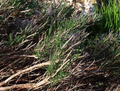 Thymbra capitata - a