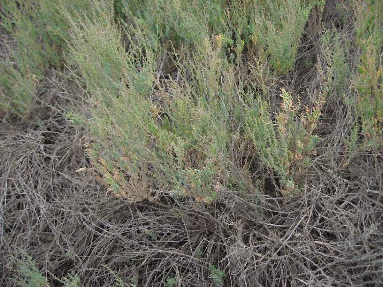 Salicornia fruticosa (L.) L.