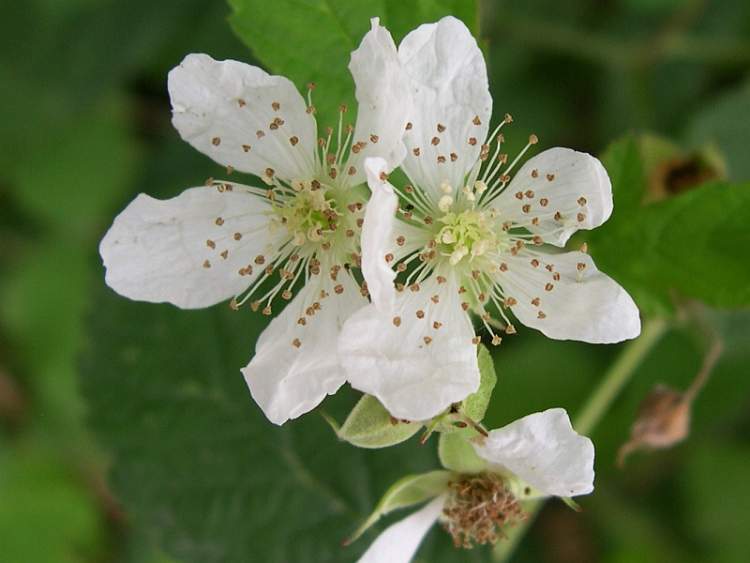 Rubus caesius L.
