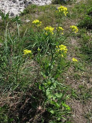 Brassica rapa