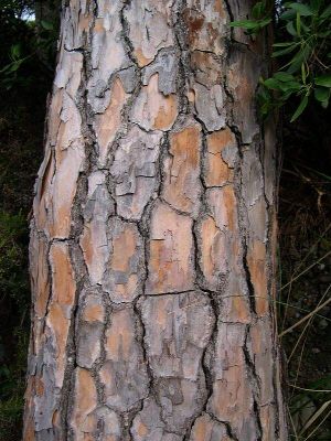 Pinus pinaster - 
