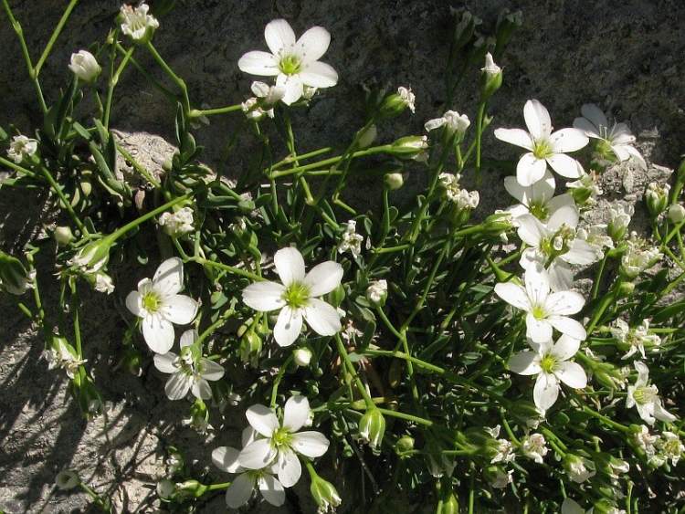 Moehringia lebrunii, Moehringia di Lebrun