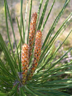 Pinus pinaster - 