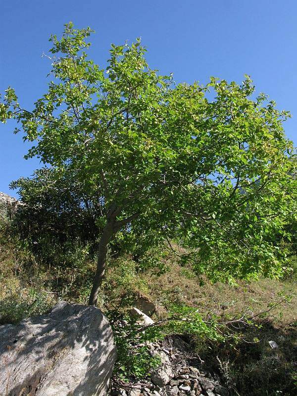 Prunus brigantina Vill.
