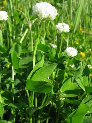 Trifolium nigrescens - 