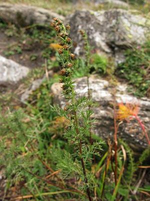 Artemisia chamaemelifolia - 