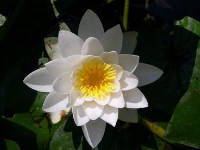 Nymphaea alba