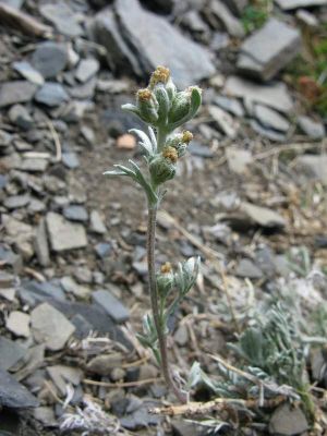 Artemisia umbelliformis Lam. 