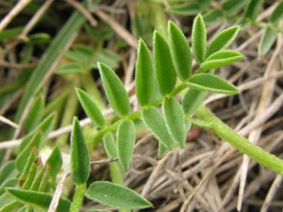 Astragalus australis - Utah