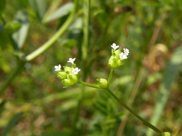 Valerianella dentata (L.) Pollich forma rimosa