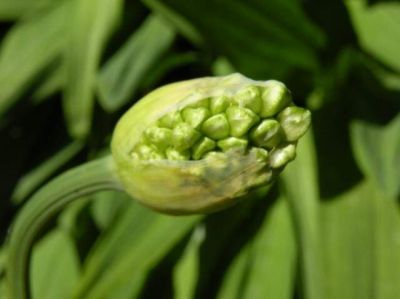 Allium victorialis - a