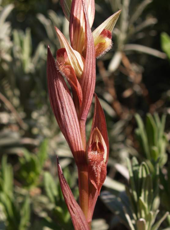 Serapias vomeracea (Burm. f.) Briq.