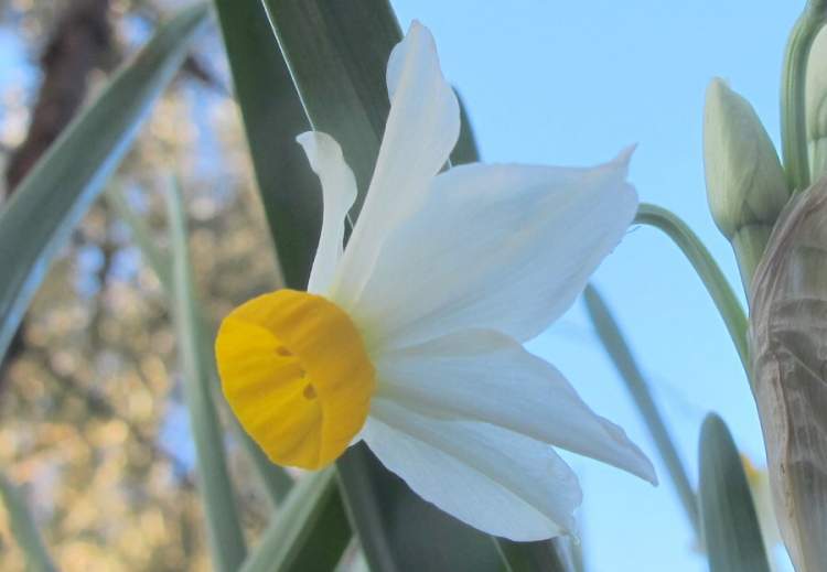 Narcissus tazetta L.