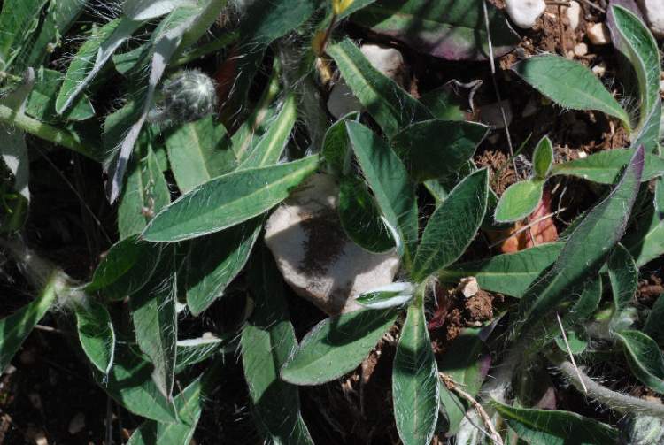 Pilosella hoppeana subsp. macrantha (Ten.) S. BrÃ¤ut. & Greuter