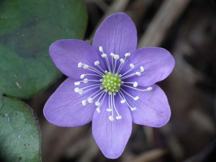 Hepatica nobilis Mill.