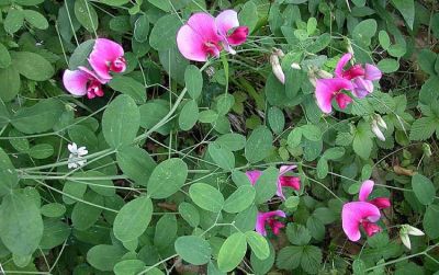 Lathyrus grandiflorus