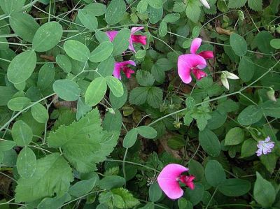 Lathyrus grandiflorus
