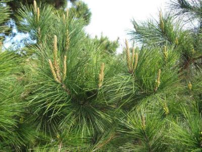 Pinus radiata D. Don 