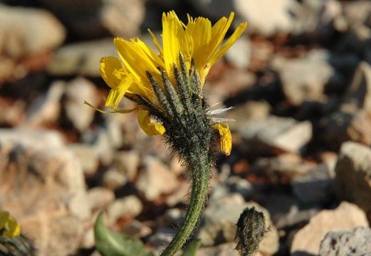 Scorzoneroides montana (Lam.) Holub