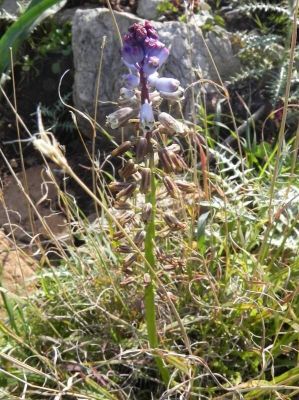 Bellevalia dubia subsp. dubia - 