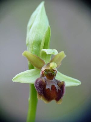 Ophrys sphegodes Mill. 