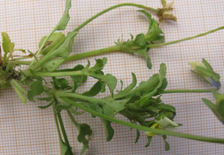 Viola arvensis Murray subsp. arvensis