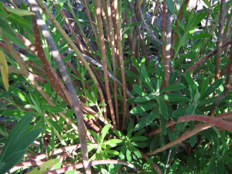 Euphorbia characias L.