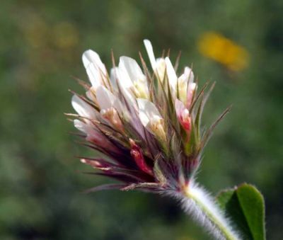 Trifolium stellatum L. 