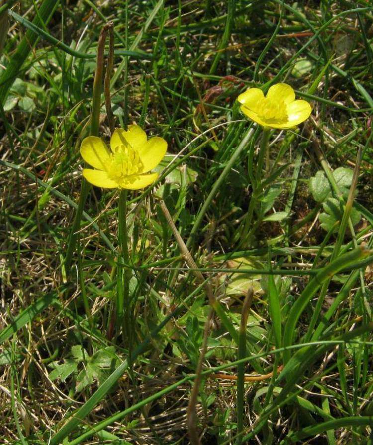 Ranunculus paludosus Poir.